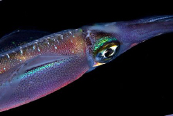 On night dive. Canon 5D Macro 100 mm by Miro Polensek 